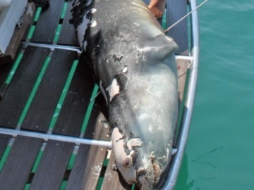 Νεκρός ο «Κωστής», η διάσημη φώκια της Αλοννήσου