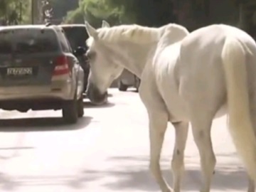 Φωτιά στη Βαρυμπόμπη: Περίπου 250 άλογα μεταφέρθηκαν με ασφάλεια στο Μαρκόπουλο