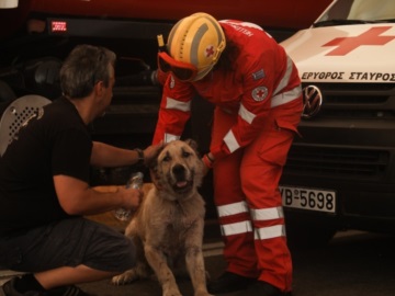 Φωτιά στη Βαρυμπόμπη: Εθελοντές του Ερυθρού Σταυρού φροντίζουν σκύλο