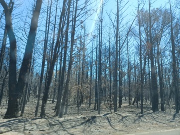 Πυρκαγιές: Οικολογική καταστροφή με περισσότερα από 650.000 στρέμματα καμένα σε όλη τη χώρα
