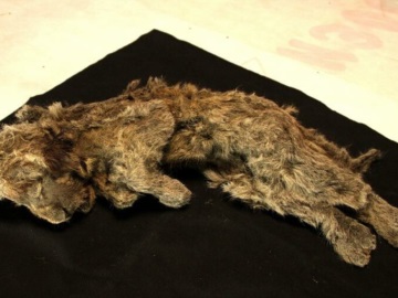 «Η κοιμώμενη Σπάρτη»: Άριστα διατηρημένο λιοντάρι που έζησε πριν από 28.000 χρόνια στη Σιβηρία