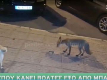 Θεσσαλονίκη: Αλεπού «κόβει βόλτες» έξω από μπαρ του Ωραιοκάστρου (Video)