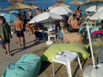 Χαλκιδική – Τράγος εμφανίστηκε σε beach bar και έγινε χαμός! 