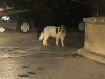 Αίγινα: Αδέσποτα ζώα στους δρόμους της πόλης της Αίγινας.