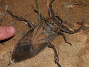 Λιθόκερος: Δηλητηριώδες έντομο-γίγας εντοπίστηκε στη Λάρισα
