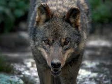 Λύκος επιτέθηκε σε οικογένεια στην Πάρνηθα και τους έφαγε τον σκύλο!