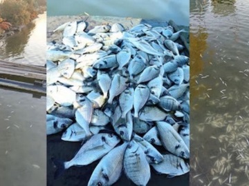 Ηγουμενίτσα: Εκατοντάδες χιλιάδες νεκρά ψάρια από το ψύχος