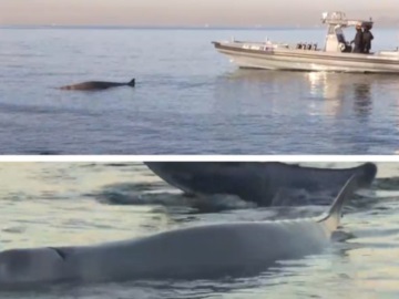 Εξελίξεις με τη φάλαινα στον Άλιμο: Οι διασώστες τη μετέφεραν στα ανοιχτά -Σήμερα θα φανεί αν θα ζήσει