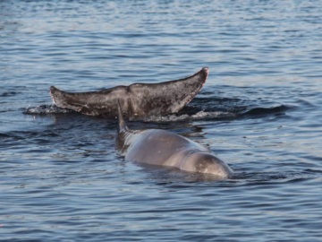 Σαλαμίνα: Επέστρεψε στα ρηχά η τραυματισμένη φάλαινα
