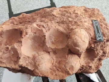Βρέθηκαν λείψανα αυγών δεινοσαύρων ηλικίας 80 εκατομμυρίων ετών στην Ανατολική Κίνα
