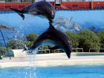 Αττικό Ζωολογικό Πάρκο: Ανακοίνωση για τα δελφίνια 