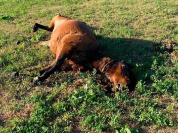 Απίστευτη κτηνωδία και σκληρές εικόνες στο Αγρίνιο με νεκρά άλογα - Φέρουν τραύματα από όπλο