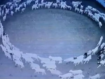 Κίνα: Εκατοντάδες πρόβατα περπατούν κυκλικά για 14 συνεχόμενες μέρες