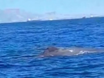 Φάλαινα στον Σαρωνικό: Απίστευτο βίντεο από φυσητήρα ανάμεσα σε Λαούσες και Σαλαμίνα 