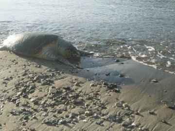 Πόρος: Νεκρή θαλάσσια χελώνα ξεβράστηκε στην παραλία του Ασκελίου 