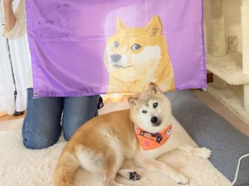 «Doge»: Με λευχαιμία η σκυλίτσα Kabosu που έγινε meme