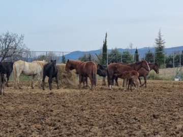 Γρεβενά: Άγρια άλογα σε δημοπρασία από τον δήμο - Ενστάσεις από φιλοζωικές