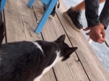Αιδηψός: Παρέα σε ταβέρνα κλώτσησε γάτα στη θάλασσα