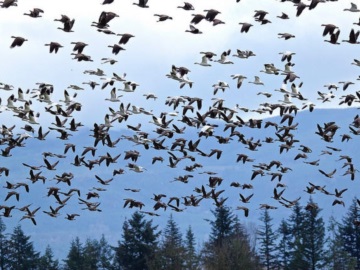 Μειώνεται ανησυχητικά ο αριθμός των πουλιών - Ένα στα έξι έχουν χαθεί στην Ευρώπη