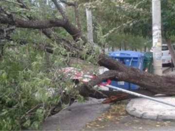 Θεσσαλονίκη: Πτώσεις δέντρων σε κεντρικά σημεία της πόλης εξαιτίας της βροχόπτωσης