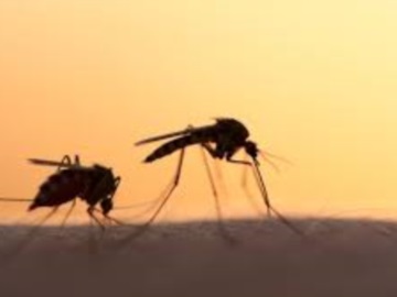 Αίγινα: Επίγειοι ψεκασμοί για την καταπολέμηση των κουνουπιών στους Δήμους των νησιών του Σαρωνικού.
