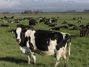 Νέα Ζηλανδία: Φόρος αερίων για πρόβατα και αγελάδες