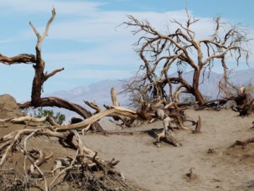 Κοιλάδα του Θανάτου: Τα μακρόβια πεύκα αργοπεθαίνουν λόγω της κλιματικής αλλαγής