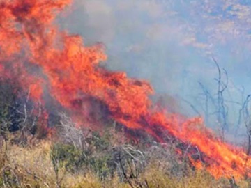 Οι δασικές πυρκαγιές του Ιουλίου στην Ελλάδα επηρέασαν πάνω από 132.000 στρέμματα