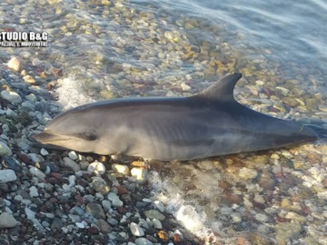Νεκρό δελφίνι στην παραλία των Ιρίων στην Αργολίδα