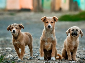 Ερμιονίδα: Ετοιμάζεται δίκτυο εθελοντών για τη βοήθεια αδέσποτων ζώων