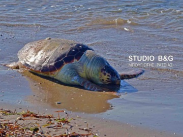 Θαλάσσια χελώνα καρέτα - καρέτα εντοπίστηκε νεκρή στην παραλία του Κόρφου