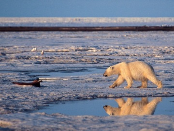 Κλιματική αλλαγή: Η Αρκτική ανεβάζει θερμοκρασία 4 φορές ταχύτερα από την υπόλοιπη Γη