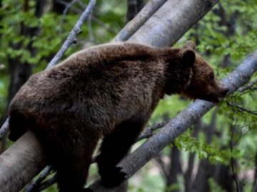 Φλώρινα: Νεκρές 3 αρκούδες από πυροβολισμούς – Η μία θήλαζε τα μωρά της