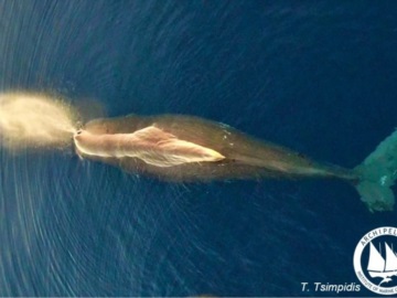 Φάλαινα φυσητήρας εντοπίστηκε και φωτογραφήθηκε από το Αρχιπέλαγος –Ι.Θ.Π μεταξύ Χίου, Σάμου και Ικαρίας