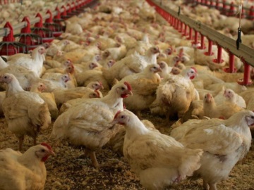 Γαλλία: Δυσαρέσκεια για την αθρόα εισαγωγή πουλερικών από την Ουκρανία