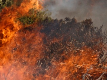 Μαίνεται η πυρκαγιά σε υδροβιότοπο στα Ψαχνά της Εύβοιας