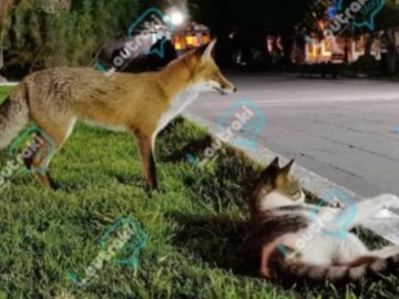 Λουτράκι: Αλεπού και γάτα παίζουν σε κεντρικό πάρκο και γίνονται viral (Video)