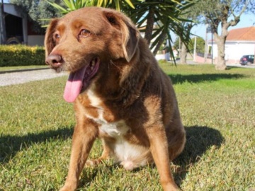 Τα μυστικά μακροζωίας του Μπόμπι, του γηραιότερου σκύλου στον κόσμο που πέθανε σε ηλικία 31 ετών στην Πορτογαλία (βίντεο)