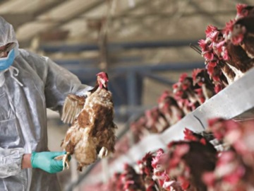 Εστίες γρίπης των πτηνών υψηλής παθογονικότητας επιβεβαιώθηκαν σε χώρες των Βαλκανίων