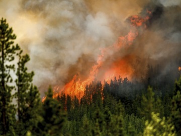 2023: Μια χρονιά καταστροφικών δασικών πυρκαγιών στον κόσμο