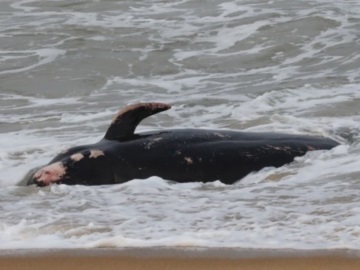 Νεκρές φάλαινες ξεβράστηκαν στις ακτές της Κύπρου - Πιθανή η σύνδεση με τους σεισμούς 