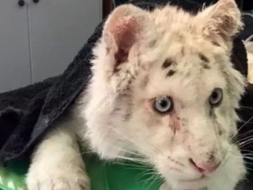 Διευθυντής Αττικού Πάρκου: Το λευκό τιγράκι κινδυνεύει να πεθάνει, δεν το έχει δει ήλιος ποτέ