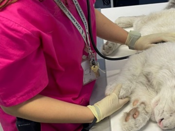 Κέντρο διάσωσης αγρίων ζώων εξέφρασε την επιθυμία να φιλοξενήσει το τιγράκι που βρέθηκε εγκαταλελειμμένο κοντά στο Αττικό Πάρκο