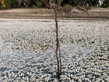 Αυστραλία: Εκατομμύρια νεκρά ψάρια γέμισαν ποταμό - Ποιος ο λόγος του απόκοσμου θεάματος