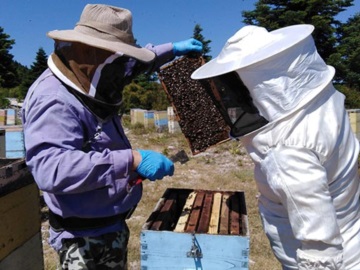 Συρρίκνωση της ελληνικής μελισσοκομίας – Αποχωρούν παραγωγοί από τη Βόρεια Ελλάδα μέχρι την Κρήτη