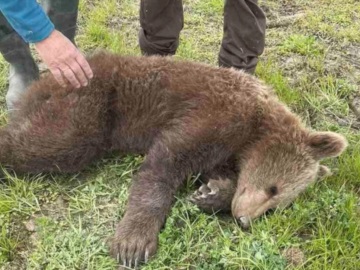 Απεγκλωβίστηκε θηλυκό αρκουδάκι σε παράνομη παγίδα στην περιοχή των Πρεσπών