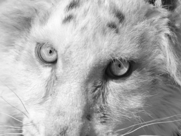 Έγινε ευθανασία στη Χασίγια, το λευκό τιγράκι που βρέθηκε στα σκουπίδια