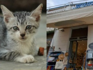 Ύδρα: Πρόστιμο 15.000 ευρώ σε άνδρα που πέταξε γάτα από ύψος 8 μέτρων