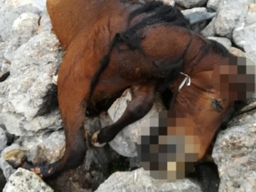Εικόνες φρίκης με νεκρά άλογα στη δυτική Πάρνηθα