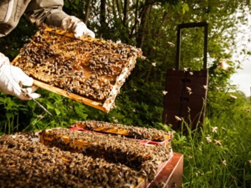 Αποκάλυψη Greenpeace: Η Ευρωπαϊκή Ένωση εξάγει ετησίως πάνω από 10.000 τόνους απαγορευμένων δολοφονικών για τις μέλισσες φυτοφαρμάκων